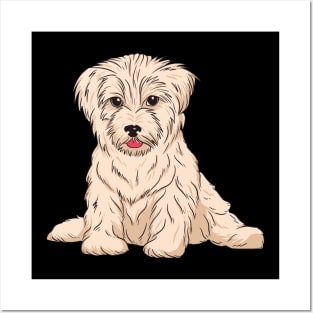 Havanese Dog Breed Posters and Art